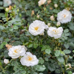 Oso Easy Ice Bay™ Rose -Perennials Store RosaOsoEasyIceBayIMG E1357 1080x1080 ad61bb7