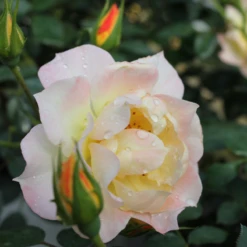 Oso Easy Italian Ice® Rose -Perennials Store RosaOsoEasyItalianIceIMG 5718 800x800 037d7fe