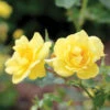 Oso Easy Lemon Zest® Rose -Perennials Store RosaOsoEasyLemonZest1