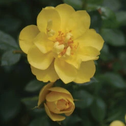 Oso Easy Lemon Zest® Rose -Perennials Store RosaOsoEasyLemonZest2