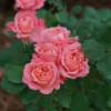 Reminiscent™ Coral Rose 1 Reminiscent™ Coral Rose -Perennials Store RosaReminiscentCoralDSC04183 800x800 1aecebf