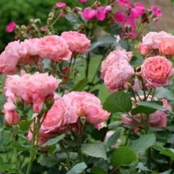 Reminiscent™ Coral Rose -Perennials Store RosaReminiscentCoralP1071688 800x800 bf500d0