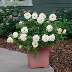 Reminiscent™ Crema Rose -Perennials Store RosaReminiscentCremaP1072050 800x800 861f9b3