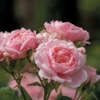 Reminiscent™ Pink Rose -Perennials Store RosaReminiscentPinkP1071862 800x800 ffeac07