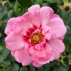 Ringo® Double Pink Rose 8 Ringo® Double Pink Rose -Perennials Store RosaRingoDoublePinkIMG 1082 800x800 0433582