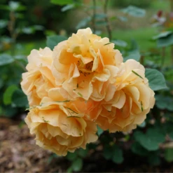 Rise Up Amberness™ Climbing Rose -Perennials Store RosaRiseUpAmbernessDSC09017 800x800 6ca8a6a
