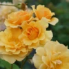 Rise Up Amberness™ Climbing Rose -Perennials Store RosaRiseUpAmbernessDSC09290 800x800 72ab01e