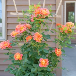 Rise Up Emberays™ Climbing Rose -Perennials Store RosaRiseUpEmberaysP1184672 1080x1080 5f6a7b4