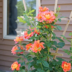 Rise Up Emberays™ Climbing Rose -Perennials Store RosaRiseUpEmberaysP1184697 1080x1080 0fee0c8