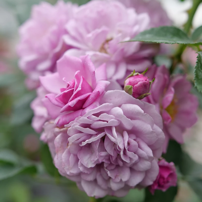 Rise Up Lilac Days™ Climbing Rose 3 Rise Up Lilac Days™ Climbing Rose