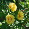 Rise Up™ Ringo® Climbing Rose -Perennials Store RosaRiseUpRingoDSC06986 800x800 5804069