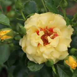 Rise Up™ Ringo® Climbing Rose -Perennials Store RosaRiseUpRingoIMG 1573 800x800 ee828f9