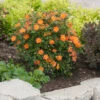 Oso Easy Paprika® Rose -Perennials Store Rose Oso Easy Paprika 1 P