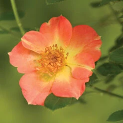 Oso Easy Paprika® Rose -Perennials Store Rose Oso Easy Paprika 3 P