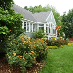 Oso Easy Paprika® Rose -Perennials Store Rose Oso Easy Paprika 4 P