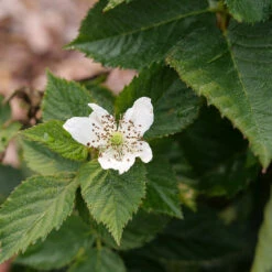 Taste Of Heaven™ Blackberry 9 Taste Of Heaven™ Blackberry -Perennials Store Rubus Taste of Heaven P1238088