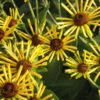 'Henry Eilers' Sweet Coneflower (Rudbeckia) -Perennials Store Rud subt HenryEilers Flw 12