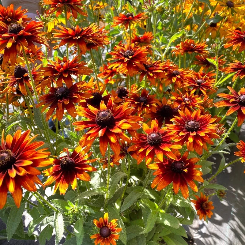 'Summer Sienna' Sweet Coneflower (Rudbeckia) 3 'Summer Sienna' Sweet Coneflower (Rudbeckia)