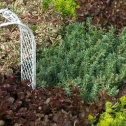 'Blue Spruce' Stonecrop -Perennials Store SEDBS1Q 2 sw