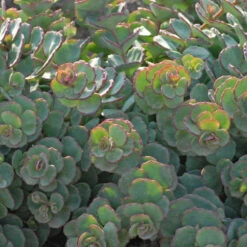 Succulent Ground Cover Collection -Perennials Store SEDSI1Q 3