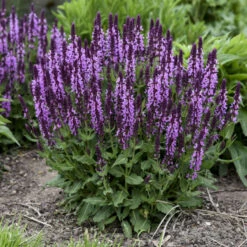 'Pink Profusion' Salvia -Perennials Store Salvianemorosa PinkProfusion PP31435CPBRAF0000lowres
