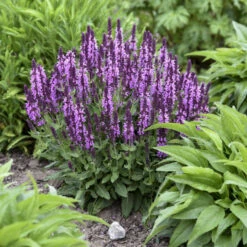 'Pink Profusion' Salvia -Perennials Store Salvianemorosa PinkProfusion PP31435CPBRAF0001lowres