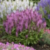 'Pink Profusion' Salvia -Perennials Store Salvianemorosa PinkProfusion PP31435CPBRAF0002lowres