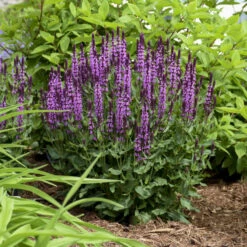 'Pink Profusion' Salvia -Perennials Store Salvianemorosa PinkProfusion PP31435CPBRAF0003lowres