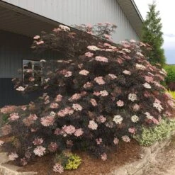 Black Lace® Elderberry -Perennials Store Sambucus Black Lace 1 P 062e15a0 2921 44d5 89b6 2c6320f60bb5 sw