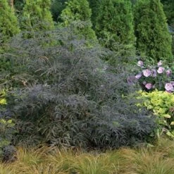 Black Lace® Elderberry -Perennials Store Sambucus Black Lace 3 P d57d2790 77fc 4b00 8d64 337af5479821 sw