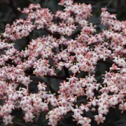 Black Lace® Elderberry -Perennials Store Sambucus Black Lace 4 P 7c541a7c 633d 4310 8b91 2f472c43f536 sw