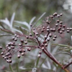 Black Lace® Elderberry -Perennials Store Sambucus Black Lace 6 P d5026fff ac27 4405 91a6 ded5ac7d0249 sw