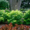 Lemony Lace® Elderberry -Perennials Store Sambucus Lemony Lace 1 P