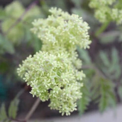 Lemony Lace® Elderberry -Perennials Store Sambucus Lemony Lace 3 P