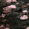 Black Lace® Elderberry -Perennials Store SambucusBlackLaceIMG 9936 800x800 b4af572