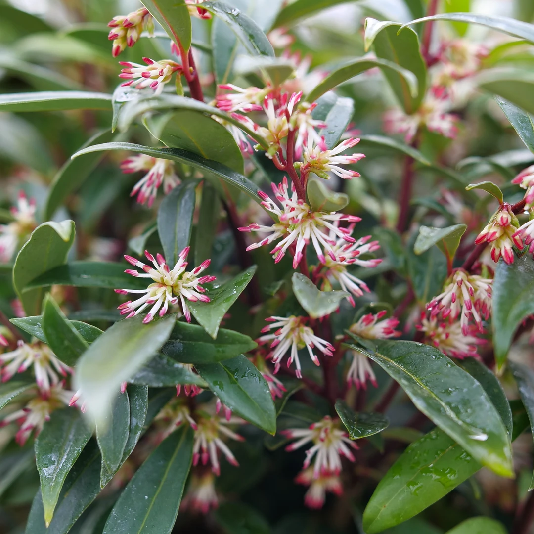 Sweet & Lo™ Sweet Box 3 Sweet & Lo™ Sweet Box