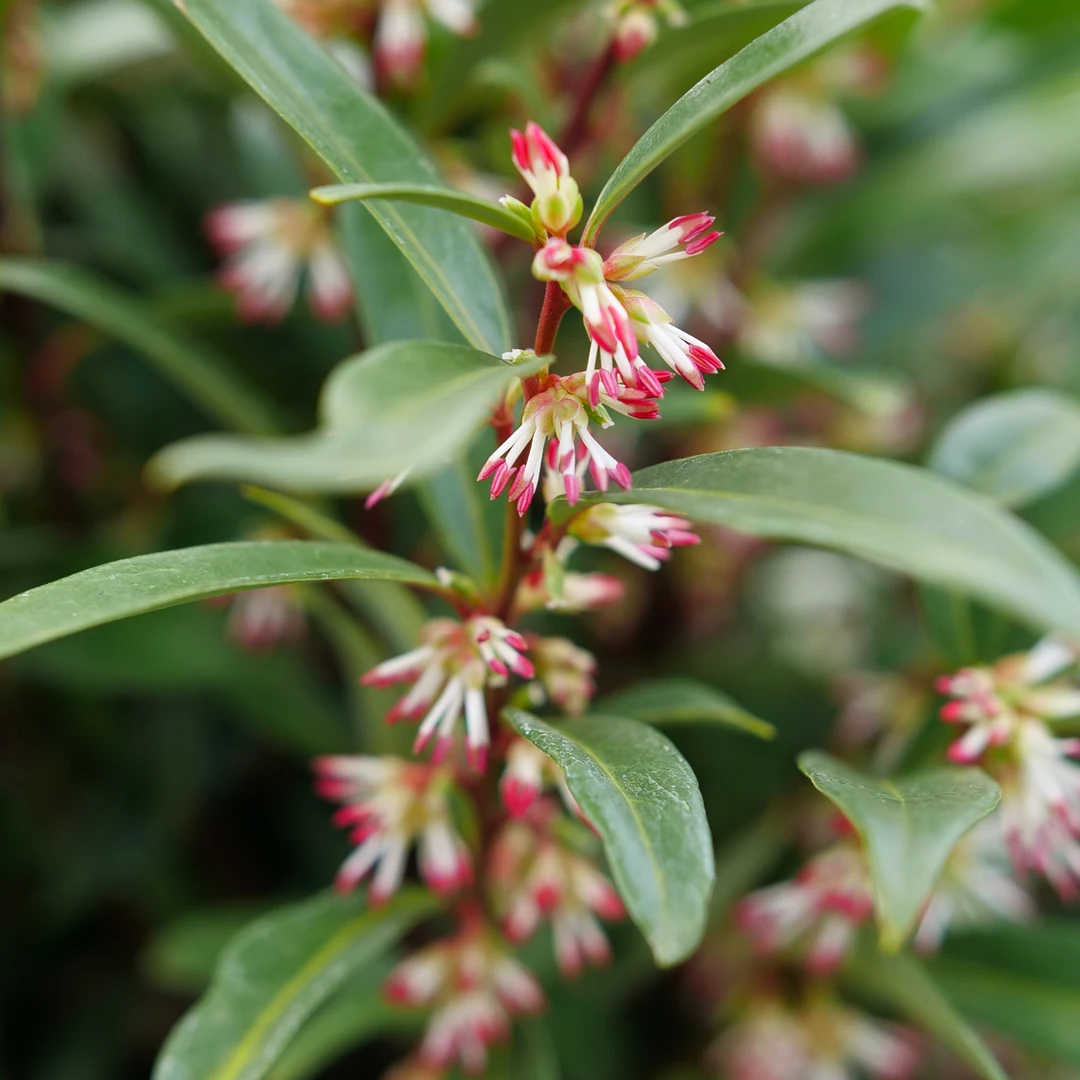 Sweet & Lo™ Sweet Box 5 Sweet & Lo™ Sweet Box - Image 3