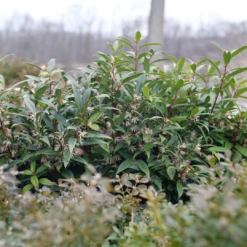 Sweet & Lo™ Sweet Box 11 Sweet & Lo™ Sweet Box -Perennials Store SarcococcaSweetLoP1140831 1080x1080 9a3d0f4