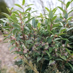 Sweet & Lo™ Sweet Box 12 Sweet & Lo™ Sweet Box -Perennials Store SarcococcaSweetLoP1150870 1080x1080 9ba8878