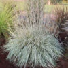 Shining Star™ Bluestem Grass -Perennials Store Schizachyrium Shining Star ECG 2021 web1 70747.1617048638
