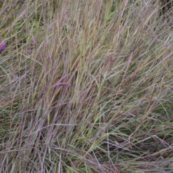 'Twilight Zone' Little Bluestem Grass -Perennials Store Schizachyrium TwilightZone LittleBluestem 3