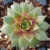 'Kalinda' Hens & Chicks -Perennials Store Sempervivum Kalinda 1 P
