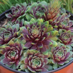 'Ruby Heart' Hens & Chicks