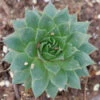 'Sunset' Hens & Chicks -Perennials Store Sempervivum Sunset 1 P