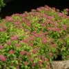 Double Play® Gold Spirea -Perennials Store Spiraea Double Play Gold 1 P sw