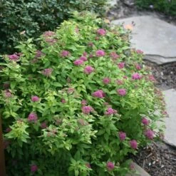 Double Play® Gold Spirea -Perennials Store Spiraea Double Play Gold 3 P sw