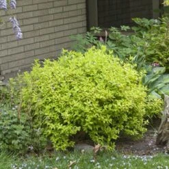 Double Play® Gold Spirea -Perennials Store Spiraea Double Play Gold 4 P sw