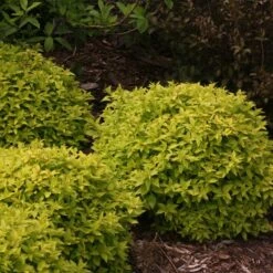 Double Play® Gold Spirea -Perennials Store Spiraea Double Play Gold 5 P sw