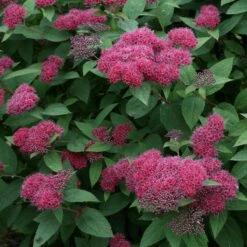 Double Play® Red Spirea -Perennials Store Spiraea Double Play Red 3 P sw