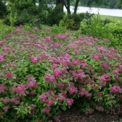 Double Play® Red Spirea -Perennials Store Spiraea Double Play Red 4 P sw